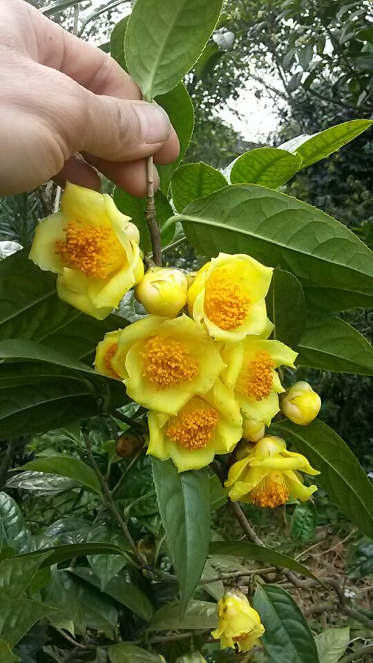 8種“貴族花”，實在太奢侈，動輒上千元，家裡有礦才敢買