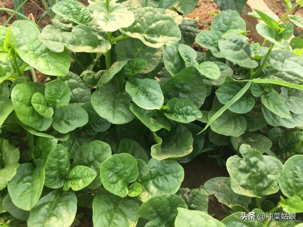 葉菜都是直接播種嗎？這5種育苗移栽長得更好，方法簡單不妨一試