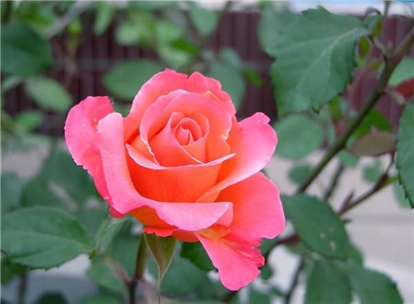 5種花太敗好感，壞毛病太多，到底該不該扔？