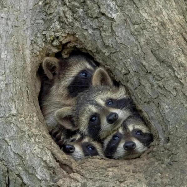 分享圖片動物界的美好時光