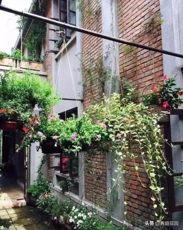 一個優雅的院子,都是養出來的 一個優雅的院子,都是養出來的