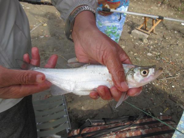 50多年的釣魚史教會我,小鉤簡餌也能釣到大魚 50多年的釣魚史教會我,小鉤簡餌也能釣到大魚