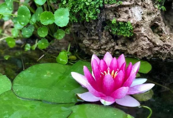 這4種花超愛“雨水”,下雨就搬出去,淋幾次就爆盆,越淋越旺 這4種花超愛“雨水”,下雨就搬出去,淋幾次就爆盆,越淋越旺