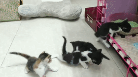 梨梨:想領養嗎?這兒有一隻普信流浪喵 梨梨:想領養嗎?這兒有一隻普信流浪喵