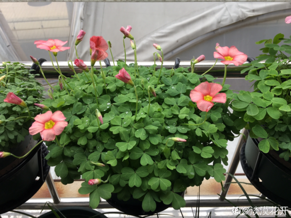 繁殖量感人的小草花,1盆能頂多盆,小陽臺也能變花海 繁殖量感人的小草花,1盆能頂多盆,小陽臺也能變花海