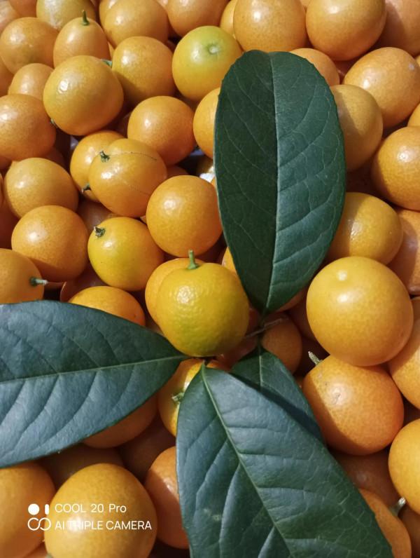 深度體驗cool 20pro拍照技術 深度體驗cool 20pro拍照技術