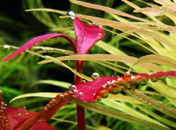 怎樣才能養出一缸讓人垂涎的水草