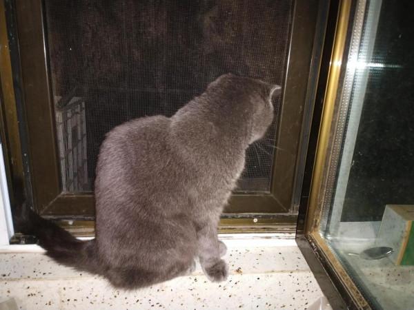 藍貓走了，心情不好