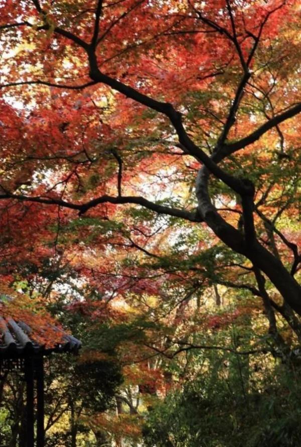 最美的五彩楓葉 最美的五彩楓葉