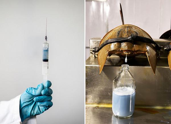 每升10萬！活了4.5億年的動物被人類瘋狂抽血，每年死亡11萬隻