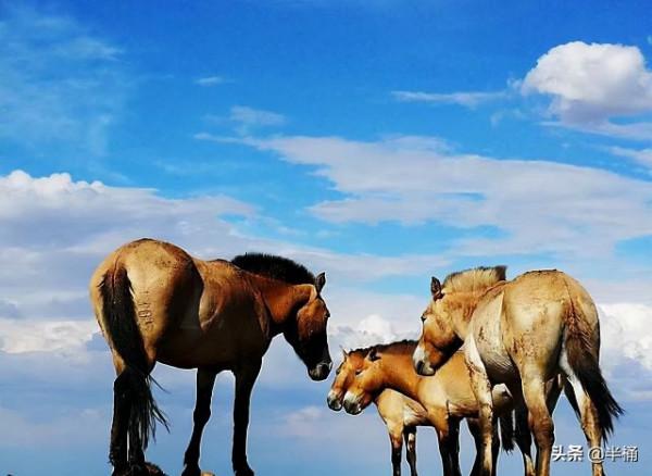 20年前放歸野外的27匹普氏野馬,現在的生存狀況怎麼樣了? 20年前放歸野外的27匹普氏野馬,現在的生存狀況怎麼樣了?