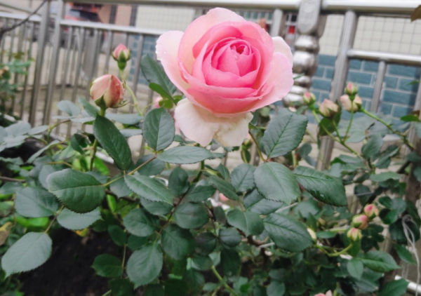 種植月季瑞典女王,掌握住這3個技巧,年年花開爆盆,美不勝收 種植月季瑞典女王,掌握住這3個技巧,年年花開爆盆,美不勝收