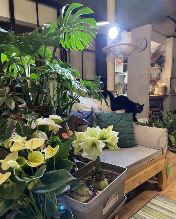 家裡有片雨林是什麼樣的體驗？帶你走進我的室內花園