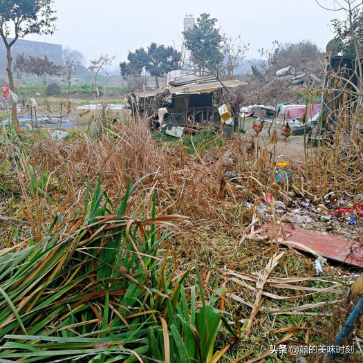 四川比蒼蠅館子還蒼蠅的店，靠一道菜屹立不倒，坐在路邊也吃得歡