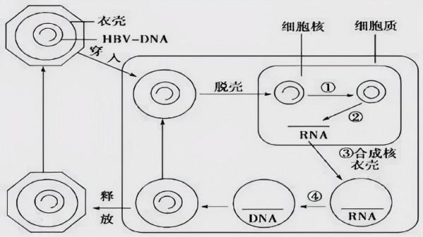 乙肝在研新藥ABI-4334,臨床前表徵公佈,2022年開始臨床研究 乙肝在研新藥ABI-4334,臨床前表徵公佈,2022年開始臨床研究