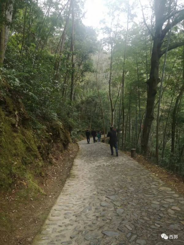 牛姆林歸來不看林 牛姆林歸來不看林