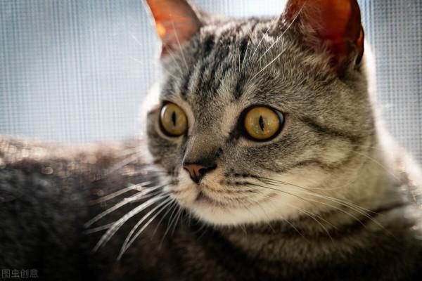 又到大雪時，美元可安否？記一隻極度憎恨男人的狸花貓