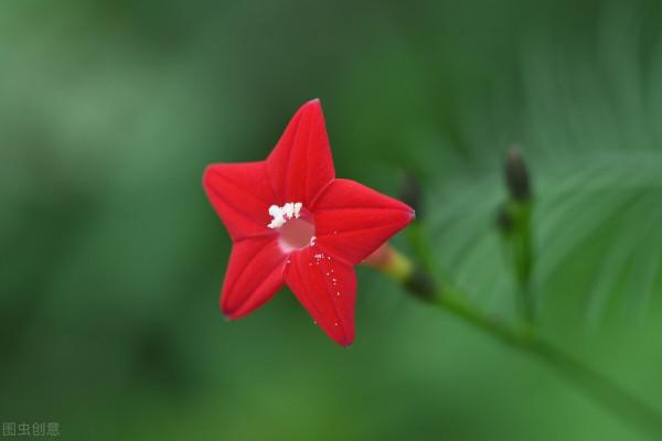 五角紅星花——蔦蘿松