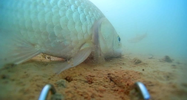 冬季釣鯽魚發窩慢,隔夜窩是不錯的選擇,但為何效果卻差別很大? 冬季釣鯽魚發窩慢,隔夜窩是不錯的選擇,但為何效果卻差別很大?