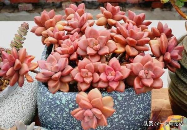 4種漂亮的普貨多肉，容易爆崽成老樁，冬天凍一凍，韻味十足