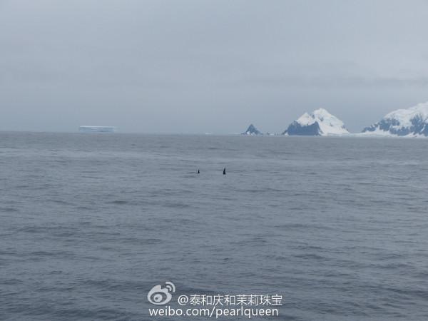 南極遊記 10 （下） 2016，01，25 欺騙島