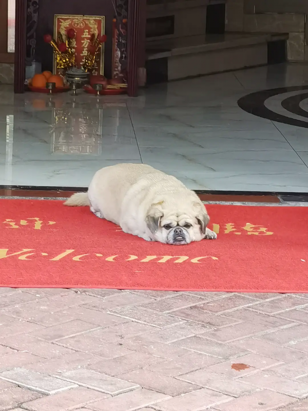 組圖：路邊的小動物（1）