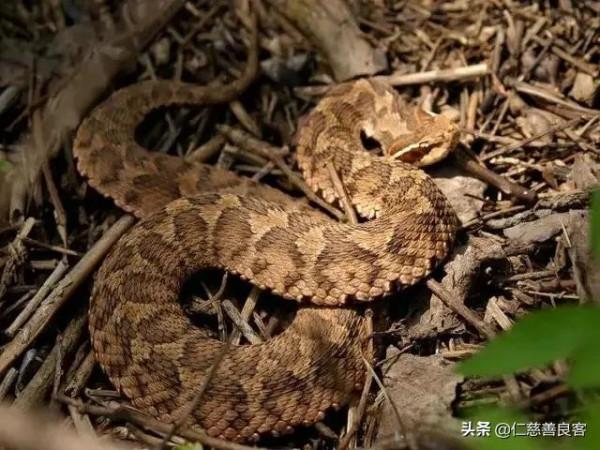 柳宗元的《捕蛇者說》中，永州產異蛇，究竟是什麼蛇？