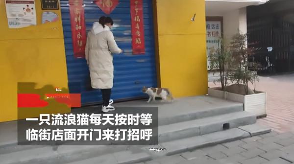 流浪貓叼幼崽求店主“收養”，每天過來看望，感動了半條街的市民