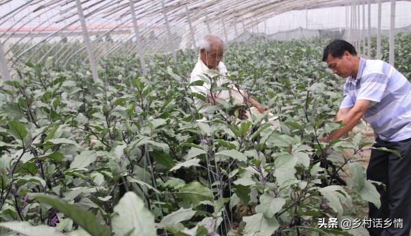 用這三個方法種植蔬菜，啥化肥農藥也不用，自然就能高產穩產