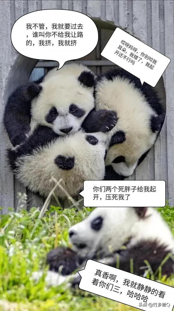 可愛又呆萌的國寶熊貓誰不喜歡