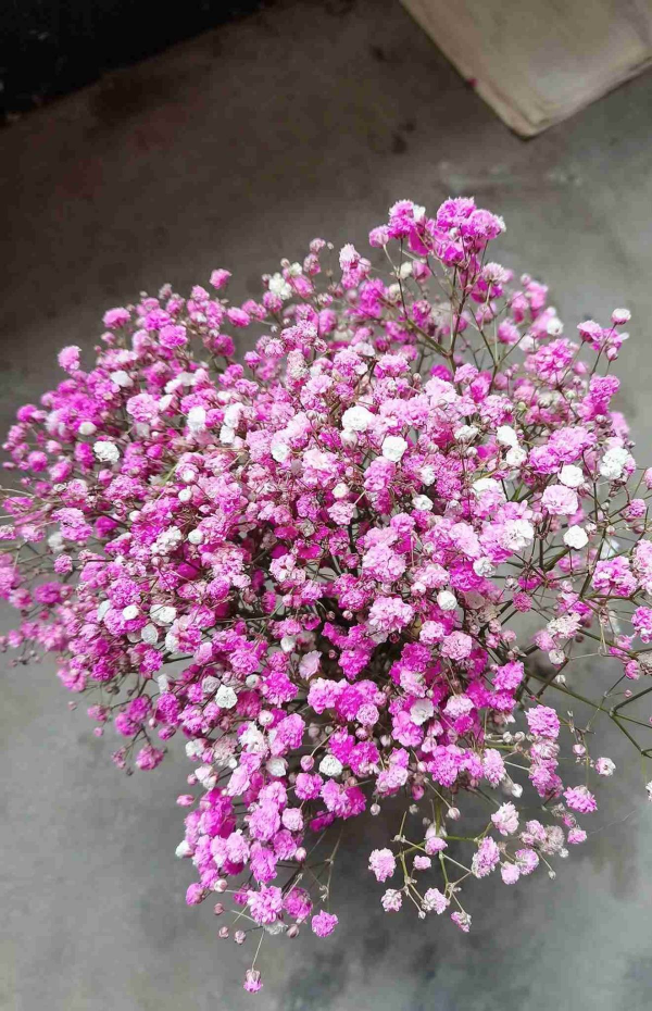 “毛病多”的9種花，新手很難養好，能養好的都是“大神”