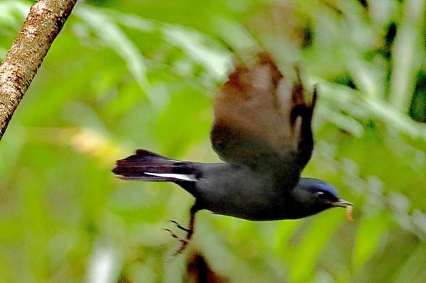 白尾藍地鴝拍於華南植物園