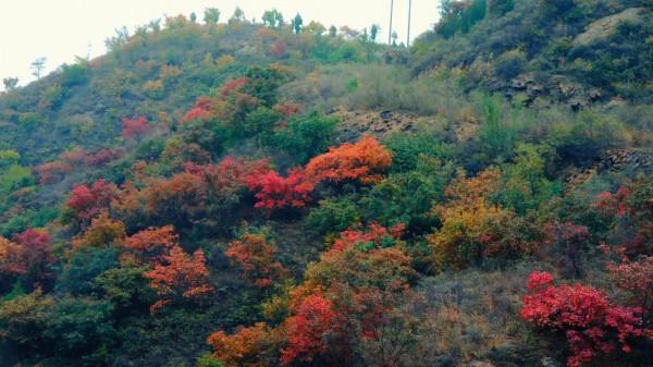 不出北京坐火車去賞秋,方便經濟不堵車,臥虎山蟠龍山盡顯中國紅 不出北京坐火車去賞秋,方便經濟不堵車,臥虎山蟠龍山盡顯中國紅