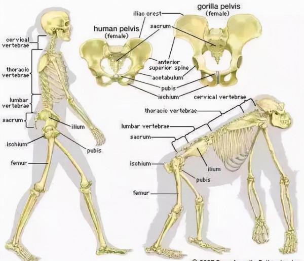 為什麼動物生育後代很輕鬆，人類生孩子卻疼得撕心裂肺？漲知識了