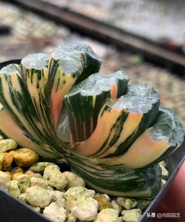 什麼?一棵玉露800?你別不信,冰燈玉露錦,國內很少能遇到 什麼?一棵玉露800?你別不信,冰燈玉露錦,國內很少能遇到