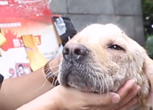 重慶：因為病痛而滄桑，許久沒人撫摸的拉布拉多，獲救後露出微笑