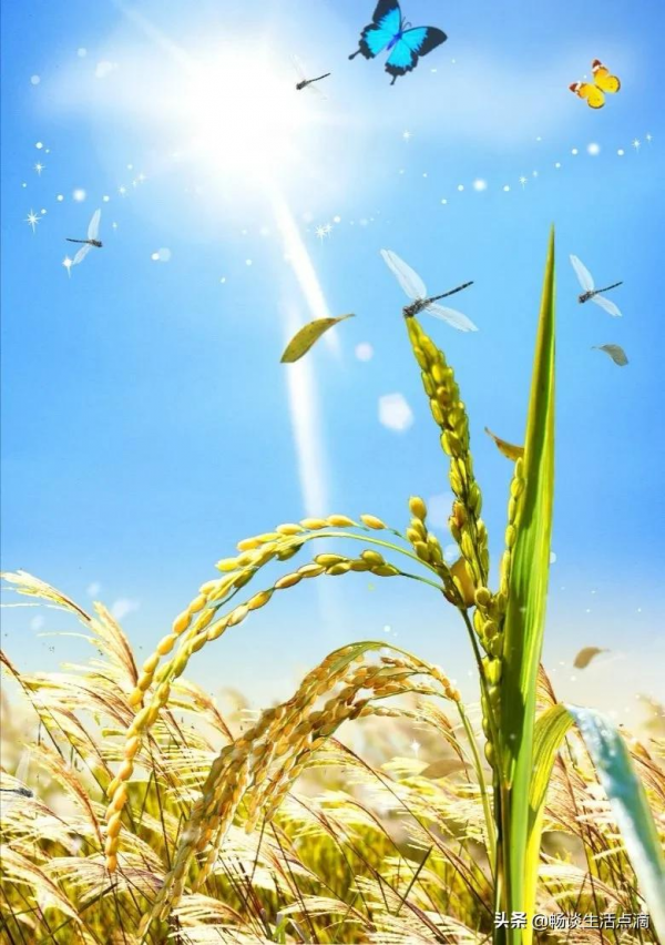 天氣預報:八月十五,是晴天好還是下雨好?看看老祖宗怎麼說? 天氣預報:八月十五,是晴天好還是下雨好?看看老祖宗怎麼說?