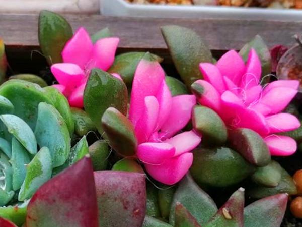 多肉病害不斷,除了通風不好之外,最大的原因是潮溼,要這樣解決 多肉病害不斷,除了通風不好之外,最大的原因是潮溼,要這樣解決