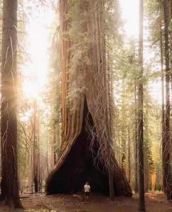 34張活久未見的照片，翠鳥在冰下潛水捕食，凍死還保持著潛水姿勢