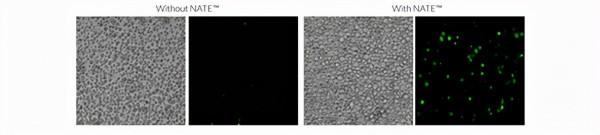 核酸轉染增強劑&mdash;&mdash;NATE&trade;