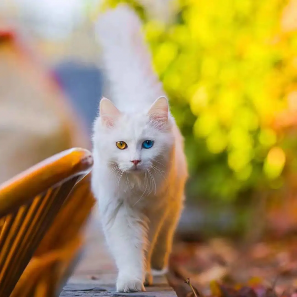 “GFgirls”三小隻 · 申請出道