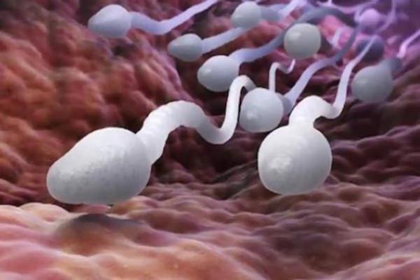 太空受孕實驗：美俄究竟有沒有做過？失重狀態的影響到底有多大？