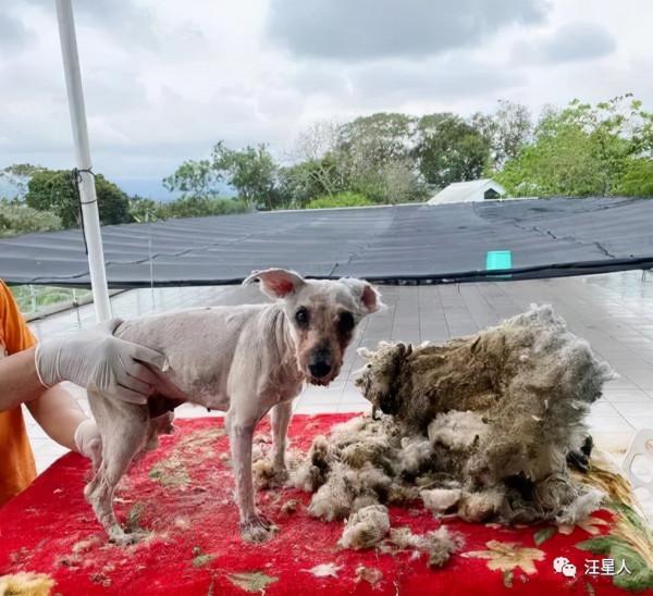 原來是漂亮雪納瑞，2坨“屎味抹布狗”花5小時剃毛重生，感動網友