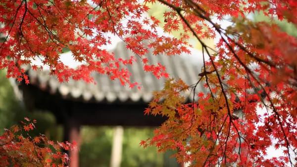 千萬別與秋天的姑蘇比美!楓葉漫山,銀杏紛飛,一步一景美成了詩 千萬別與秋天的姑蘇比美!楓葉漫山,銀杏紛飛,一步一景美成了詩