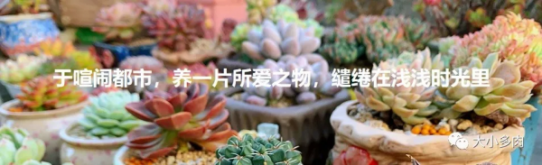 因為多肉，貓眼盆多了生命的光彩；因為盆，多肉有了藝術的韻味