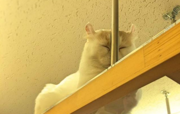 將迷惑沙雕進行到底 網友分享貓貓千奇百怪的睡姿 將迷惑沙雕進行到底 網友分享貓貓千奇百怪的睡姿