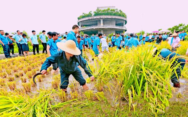 重慶奇觀,30多米高的大廈上2萬平農場熟了,公司忙著收割 重慶奇觀,30多米高的大廈上2萬平農場熟了,公司忙著收割