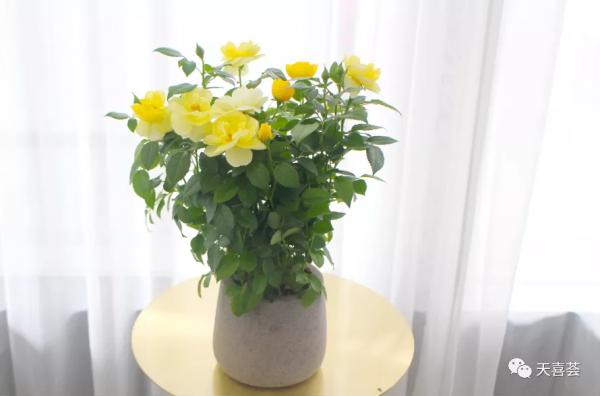 封閉陽臺養花，這幾種輕鬆爆盆