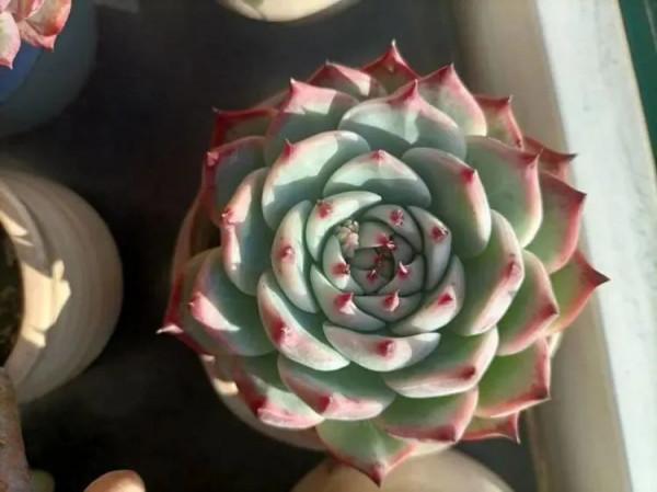 多肉，屬於我的小美好！願所有人的愛好都能被溫柔以待