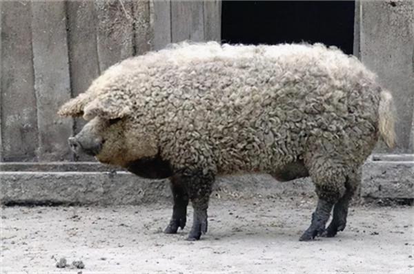 20個關於動物的圖片，居然有長得像綿羊的豬，長見識了